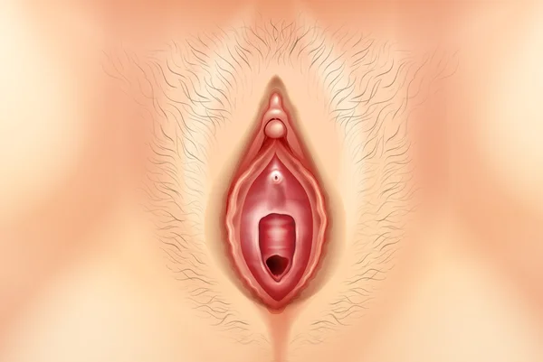 人間の膣 — ストックベクタ