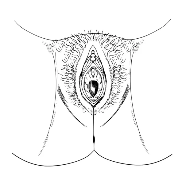 Human female genitalia outline (external) — Stock Vector
